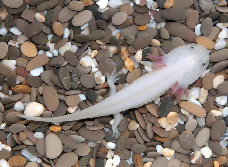 axolotl name ideas