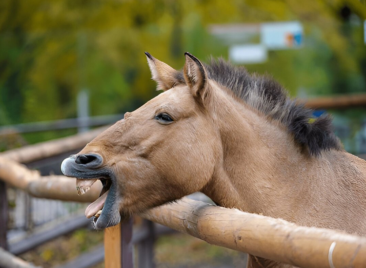 funny names for horses race nights