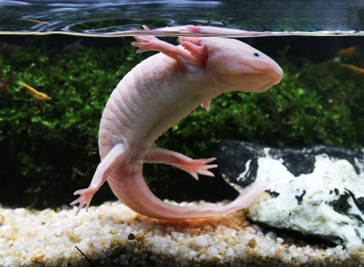 cute axolotl names girl