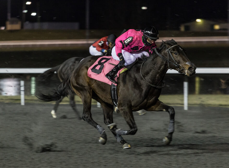 names for horses for night at the races