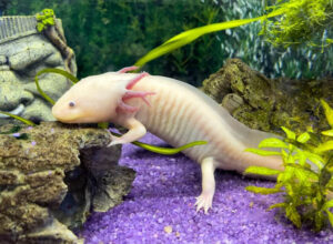 cute names for axolotls