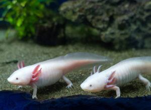 axolotle names