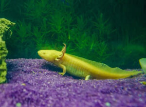 names for axolotls