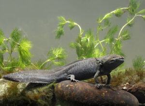axolotl names girl