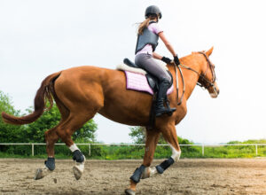 funny horse names dirty