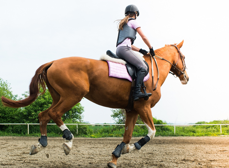funny horse names dirty