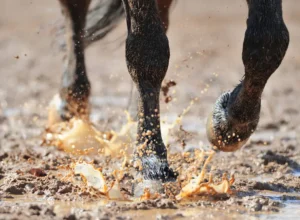 dirty horse racing names
