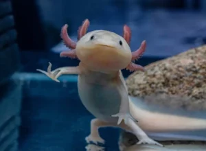 axolotl names