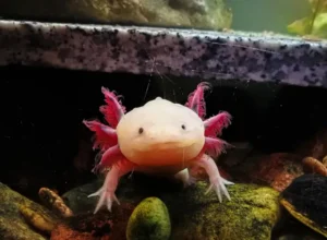 axolotl nicknames