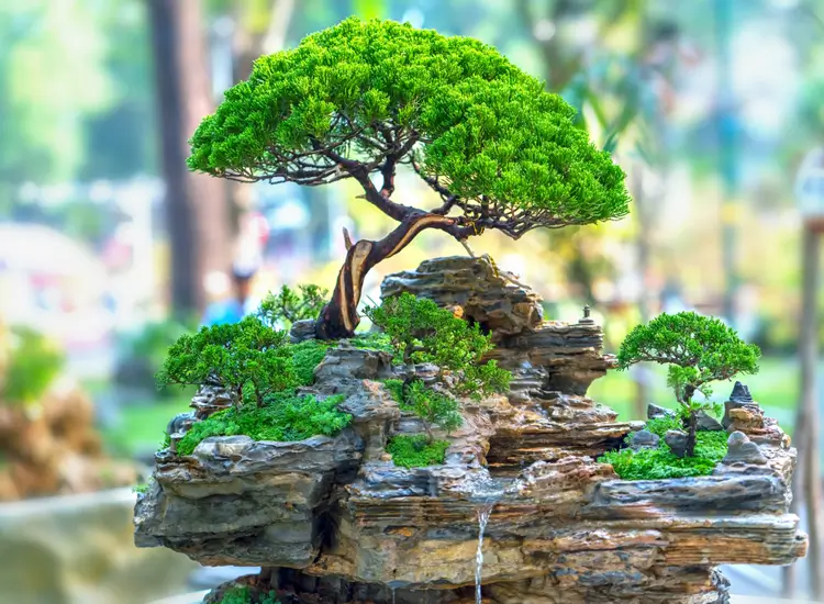 bonsai tree names funny
