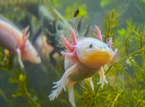 cute axolotl names