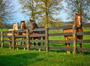 funny horse names for race nights