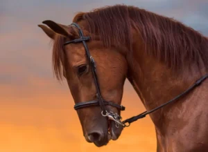 funny horses names