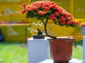 names for bonsai trees